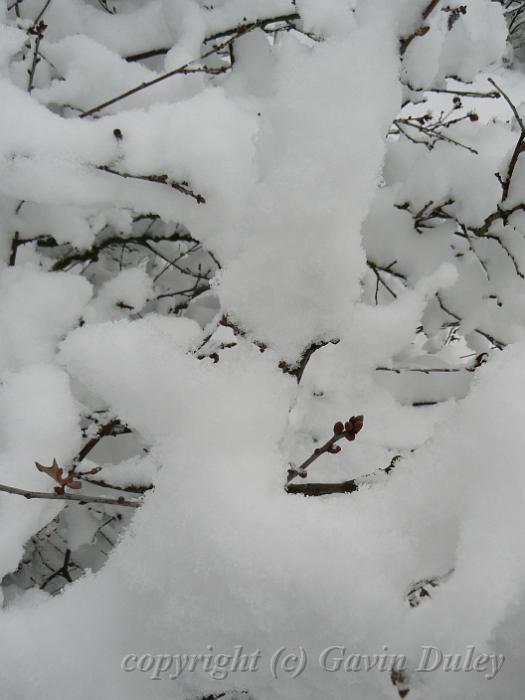 Snow, Blackheath P1070046.JPG